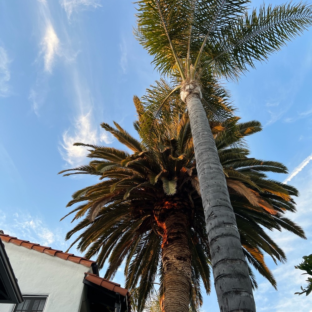 Meet your Posher, Kimmy